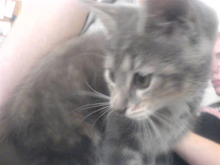 Huskat Cirkeline *Givet væk* . - Nogen der kaldte mit navn ?? billede 7