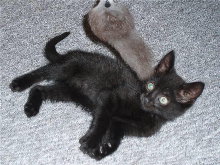 Blanding af racer Jack (Black Jack)  - elsker at lege katten efter musen :D billede 4