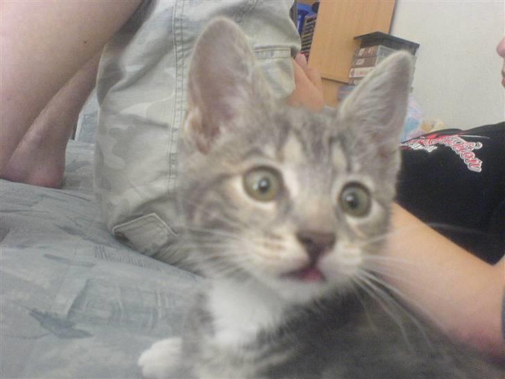 Huskat Cirkeline *Givet væk* . - Hvad ?? Noget galt ?? Jeg har ihvertfald IKKE drukket a din mælk mor .. :/ billede 8