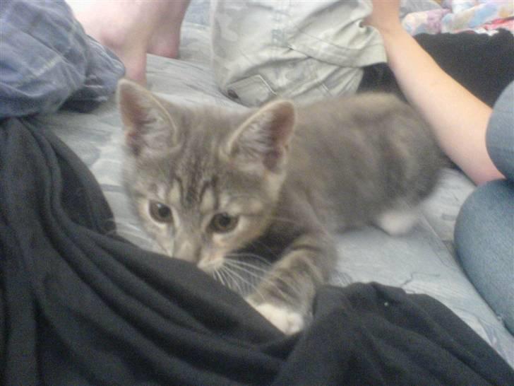 Huskat Cirkeline *Givet væk* . - Jeg elsker at lege med lagnet !! billede 9