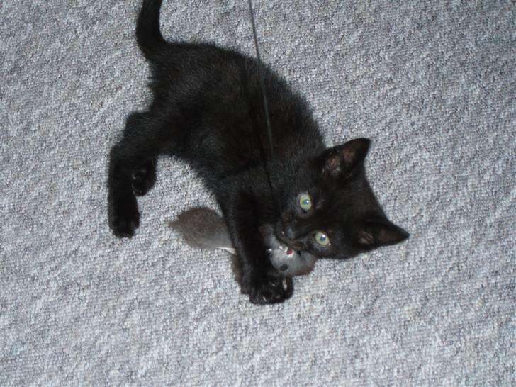 Blanding af racer Jack (Black Jack)  - FANGET !!!! HAHA billede 5