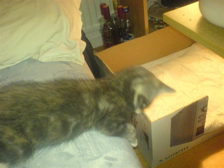 Huskat Cirkeline *Givet væk* . - Tør jeg mon at hoppe ned ? billede 10