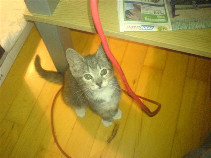 Huskat Cirkeline *Givet væk* . - Jeg elsker at blive fotograferet ! billede 11