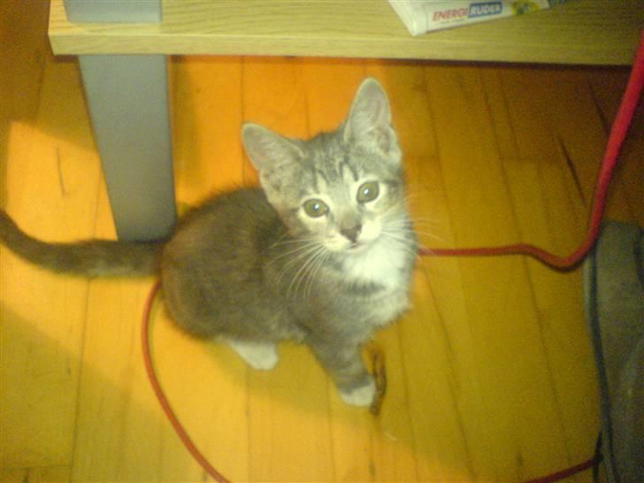 Huskat Cirkeline *Givet væk* . - Ihh , hvor er jeg bare dejlig og smuk ! billede 12