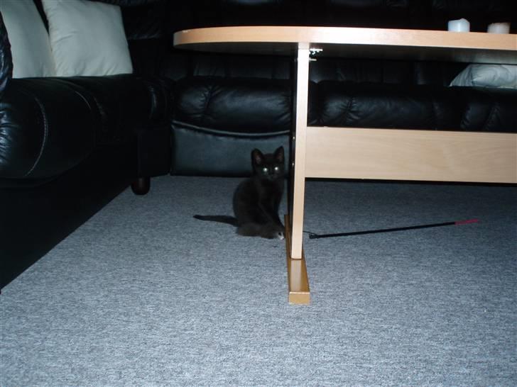 Blanding af racer Jack (Black Jack)  - Jeg er ikke til at se i sofaen eller stolen men hernede kan man godt se ham ;) billede 6