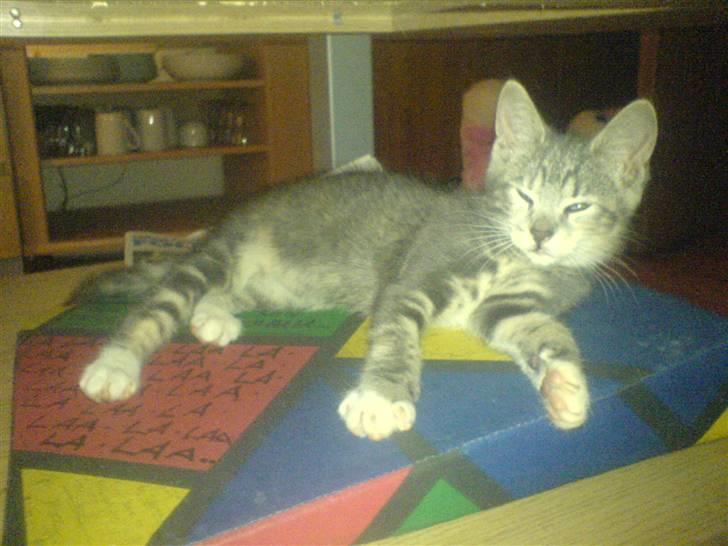 Huskat Cirkeline *Givet væk* . - Uh , se mig lige .. ;) billede 13