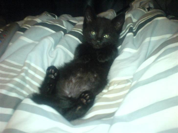 Blanding af racer Jack (Black Jack)  - Er jeg ikke søøøøød??? *s* billede 7