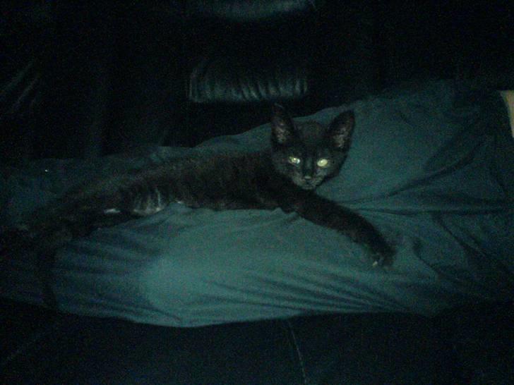 Blanding af racer Jack (Black Jack)  - seee hvor lang jeg er... billede 8