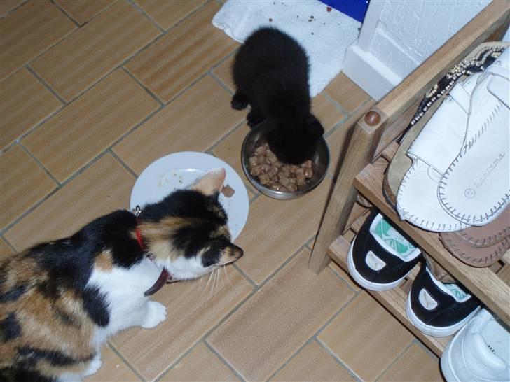 Blanding af racer Jack (Black Jack)  - Vi kan godt spise sammen... én af de første dage sammen.. hun var ikke for glad for mig i starten... Nu spiser vi af samme skål billede 9