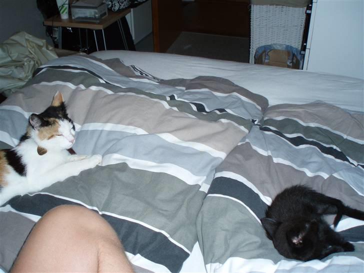 Blanding af racer Jack (Black Jack)  - Rå hygge ... hehe billede 10