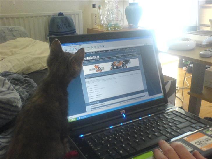 Huskat Cirkeline *Givet væk* . - Far og mig sidder lige og tjekker scootergalleri .. billede 14