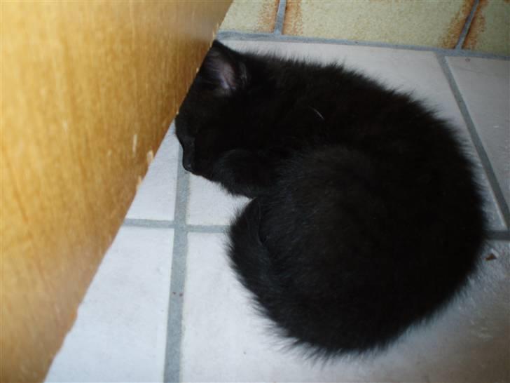 Blanding af racer Jack (Black Jack)  - Jeg er ikke ret stor her... billede 11