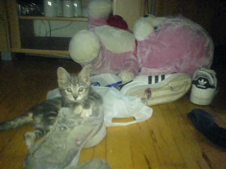 Huskat Cirkeline *Givet væk* . - Er det dine sko mor ?? billede 15