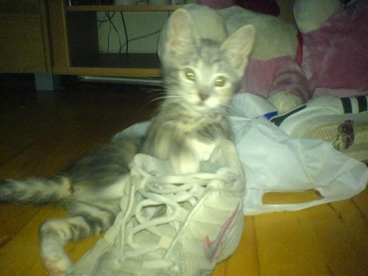 Huskat Cirkeline *Givet væk* . - Men de er sjove at lege med ! billede 16