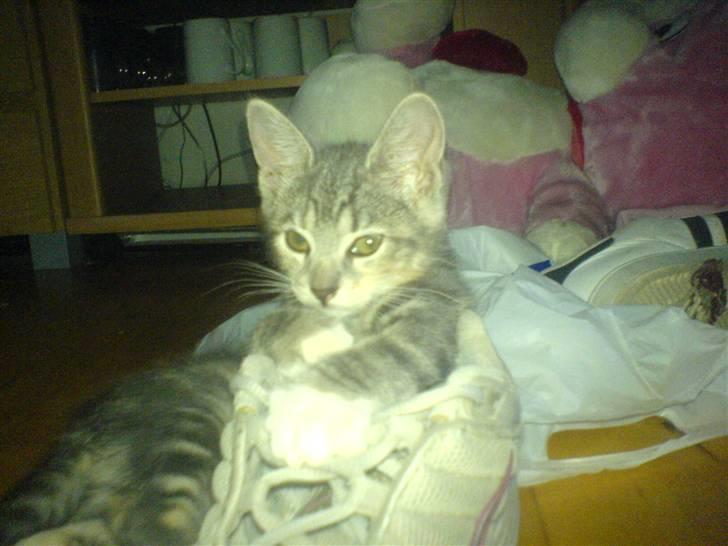 Huskat Cirkeline *Givet væk* . - Jeg tror jeg skal sove .. billede 17