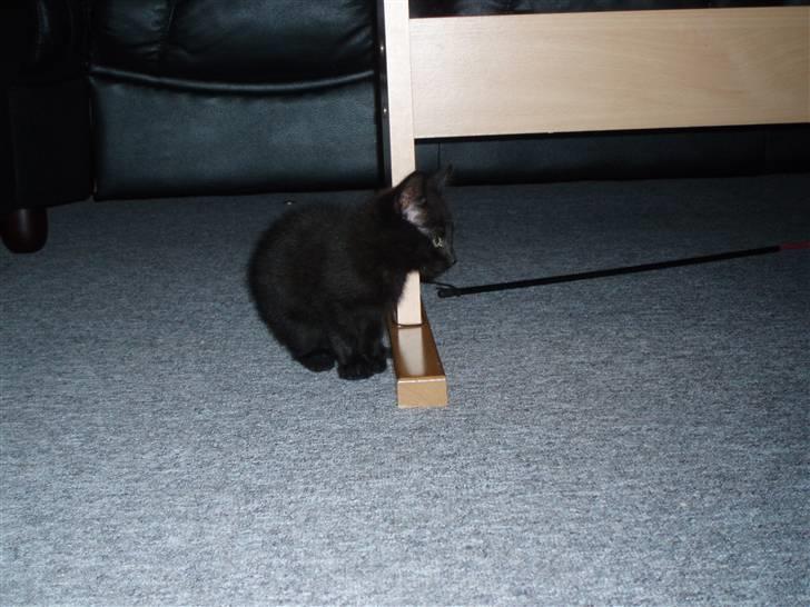 Blanding af racer Jack (Black Jack)  - Jeg holder lige øje med min store søster ... hihi... billede 12