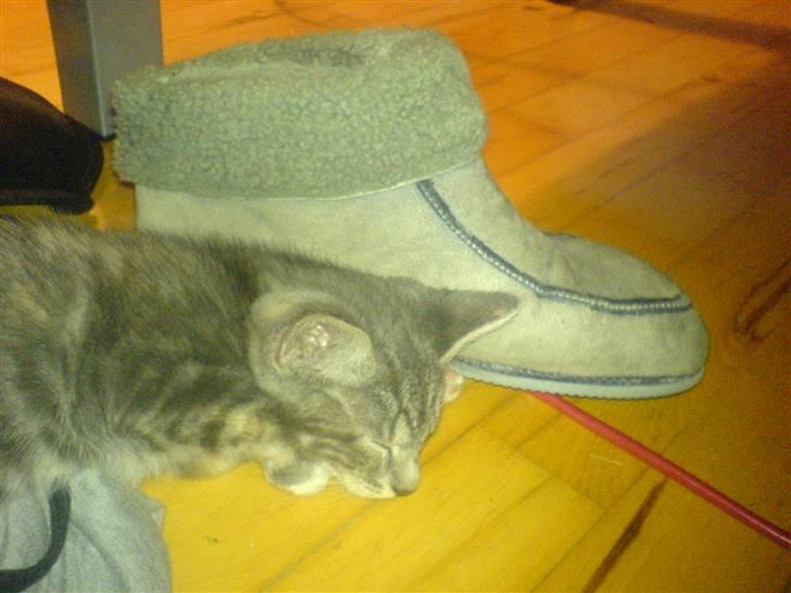 Huskat Cirkeline *Givet væk* . - Zzzz .. billede 18