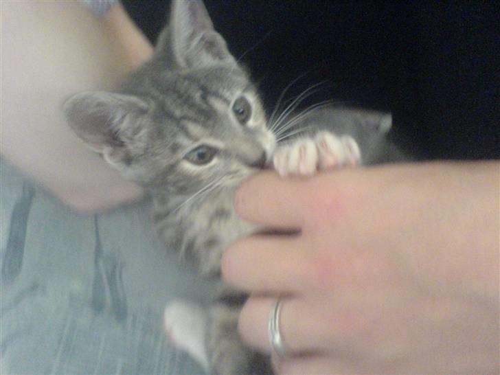 Huskat Cirkeline *Givet væk* . - Jeg elsker min far , og han elsker mig ;) billede 19