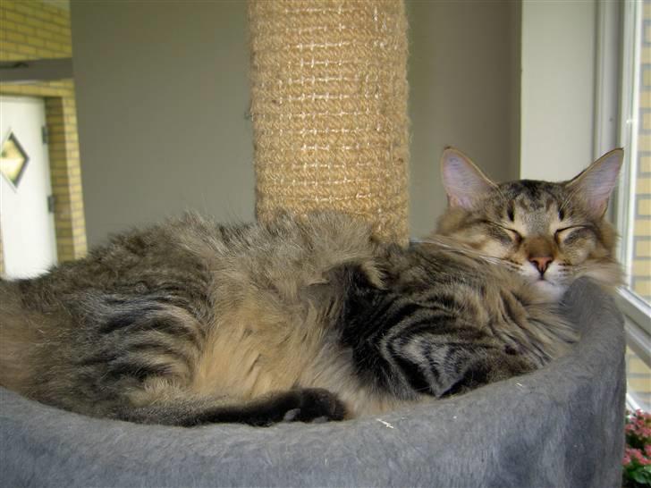 Maine Coon Fjotte. Savnes - godt med en lur billede 10