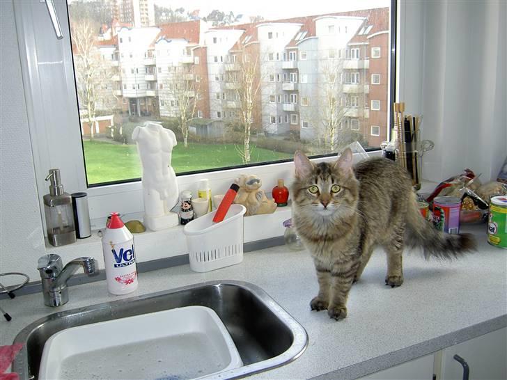 Maine Coon Fjotte. Savnes - jeg gør da ikke noget jeg ikke må, eller gør jeg? billede 11