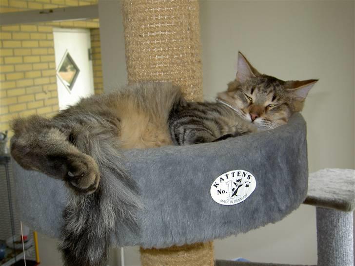 Maine Coon Fjotte. Savnes - zzzzzzzzzzzz billede 12