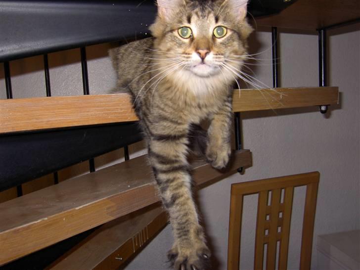 Maine Coon Fjotte. Savnes - det er min trappe, hvis du spørger mig. billede 13