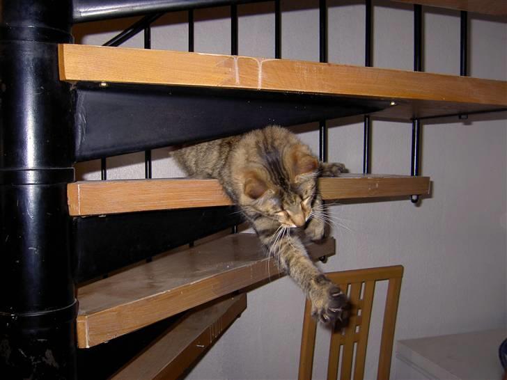 Maine Coon Fjotte. Savnes - bare kom an, så fanger jeg jer, alle sammen. billede 14