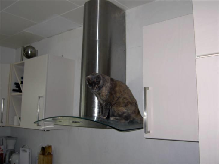 Blanding af racer frederikke. *R.I.P* - ups, jeg er da vist et sted jeg ikke må være. billede 18