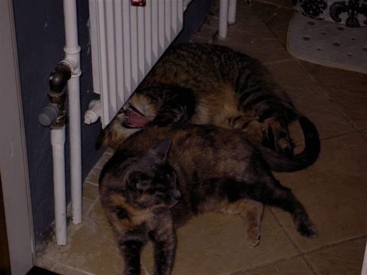 Blanding af racer frederikke. *R.I.P* - dejligt med en varm radiator. billede 19