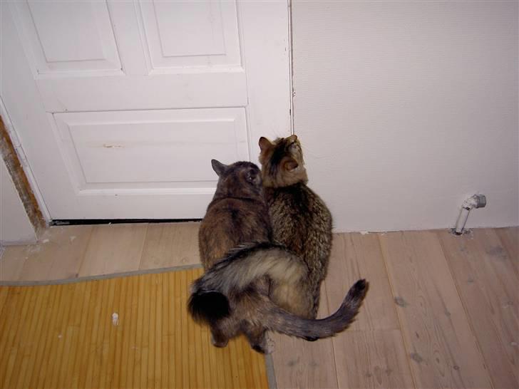 Blanding af racer frederikke. *R.I.P* - hvad er der mon bag døren? billede 20