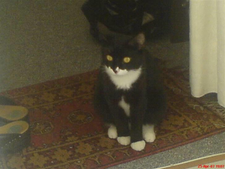 Blanding af racer stripe R.I.P. :'(  billede 12