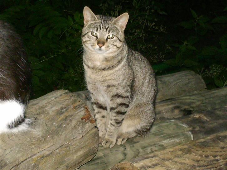 Blanding af racer Miissen - Smuk smuk smuk <33´ billede 10