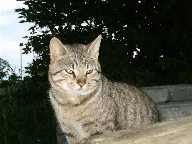 Blanding af racer Miissen - Frækkert q: billede 11