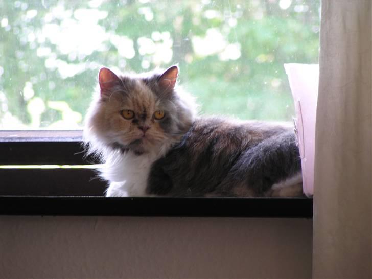 Perser Amanda billede 10