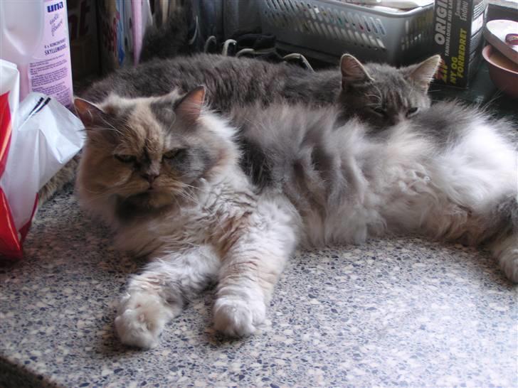 Perser Amanda billede 11