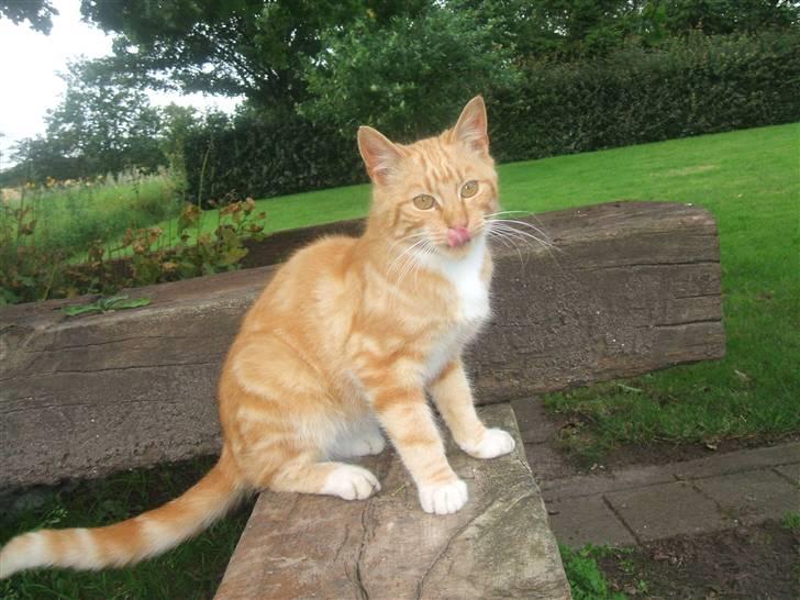 Blanding af racer Garfield billede 1