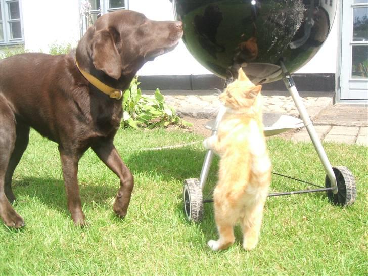 Blanding af racer Garfield billede 2