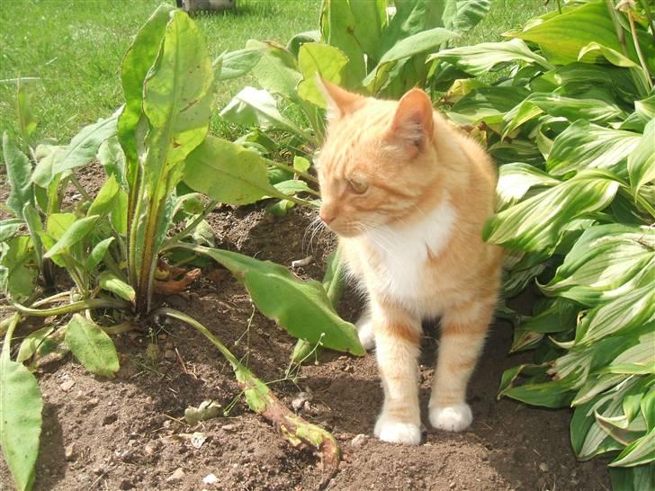 Blanding af racer Garfield billede 3