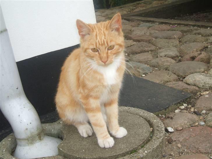 Blanding af racer Garfield billede 4