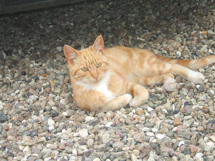 Blanding af racer Garfield billede 5