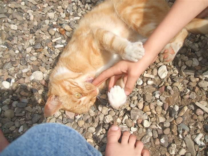 Blanding af racer Garfield billede 6