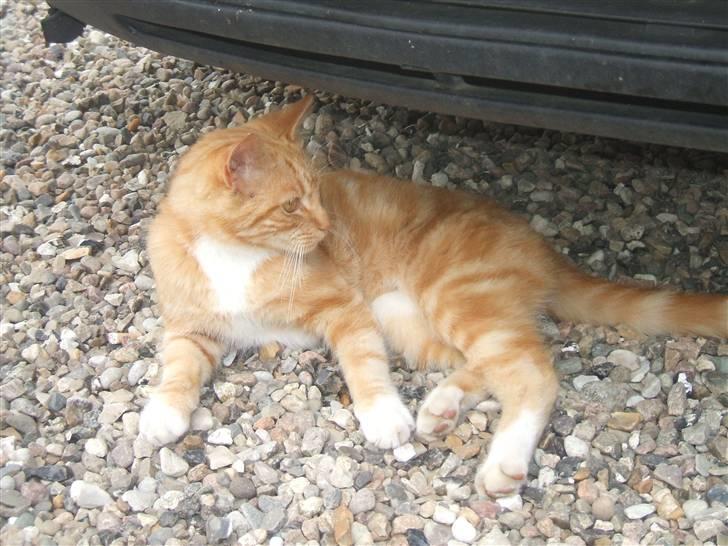 Blanding af racer Garfield billede 7