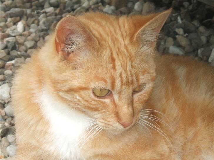 Blanding af racer Garfield billede 8