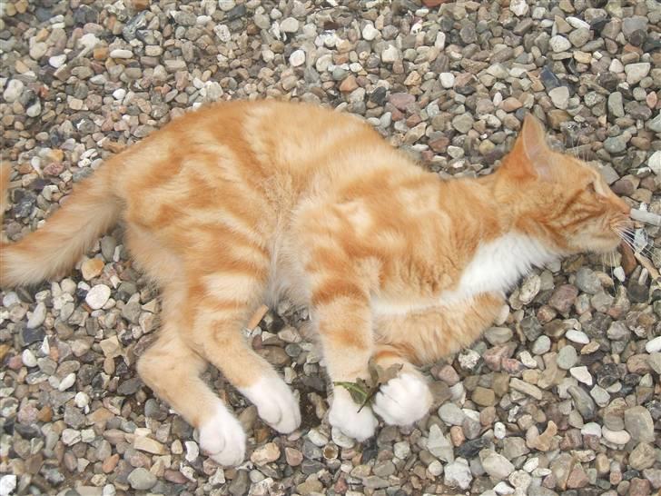 Blanding af racer Garfield billede 9