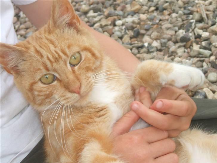 Blanding af racer Garfield billede 10