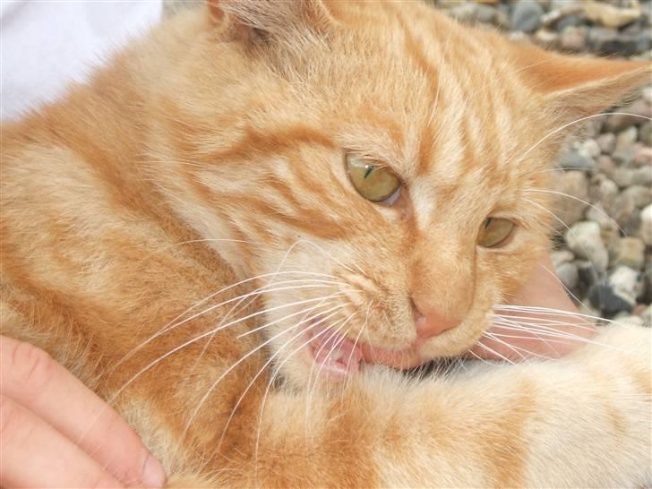 Blanding af racer Garfield billede 11