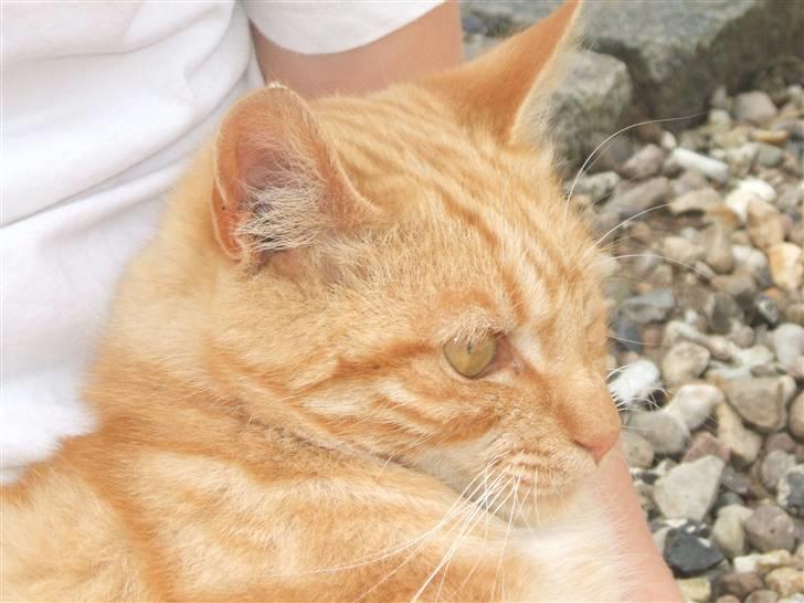 Blanding af racer Garfield billede 12