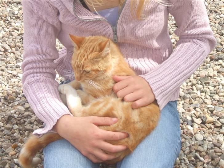 Blanding af racer Garfield billede 13