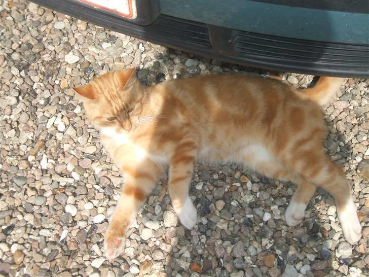 Blanding af racer Garfield billede 14