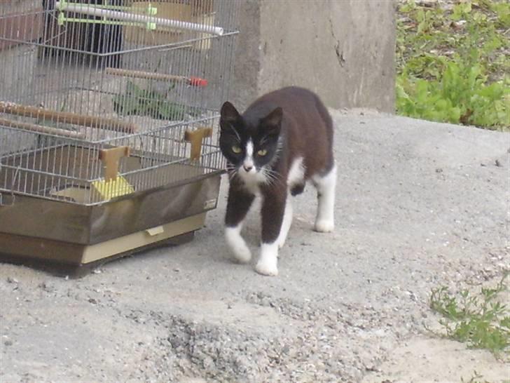 Huskat † Misse mor 2 † billede 1